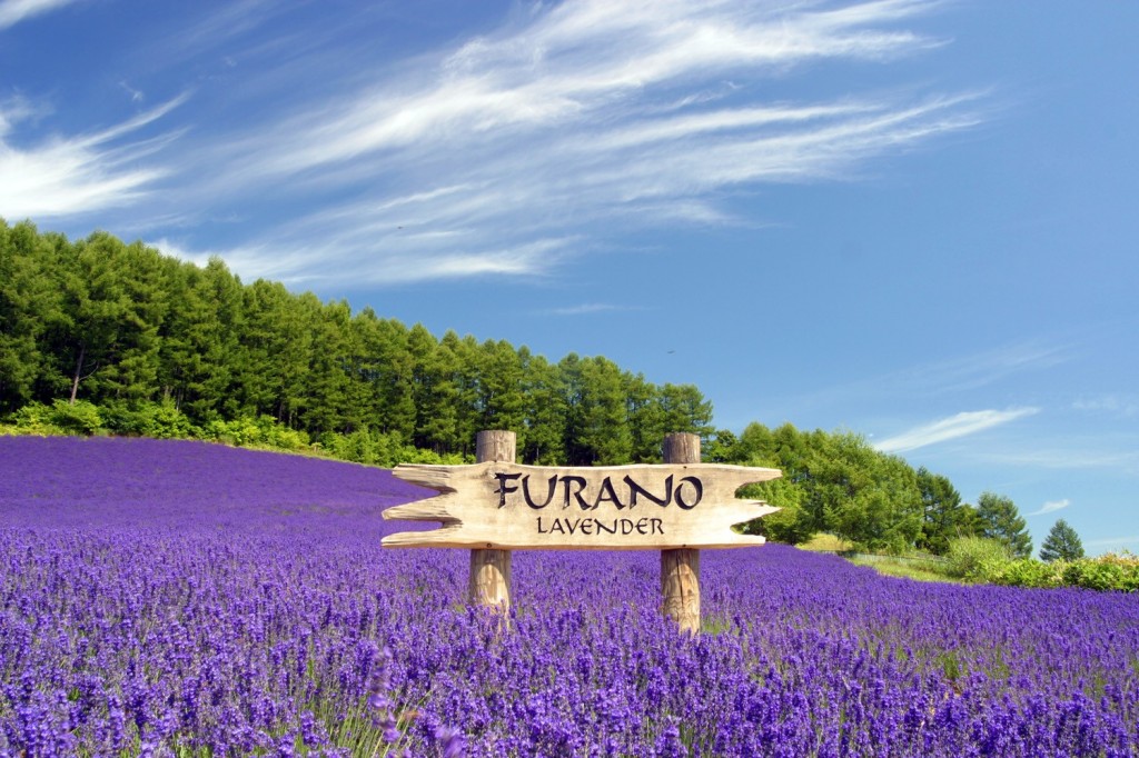 furano_lavender