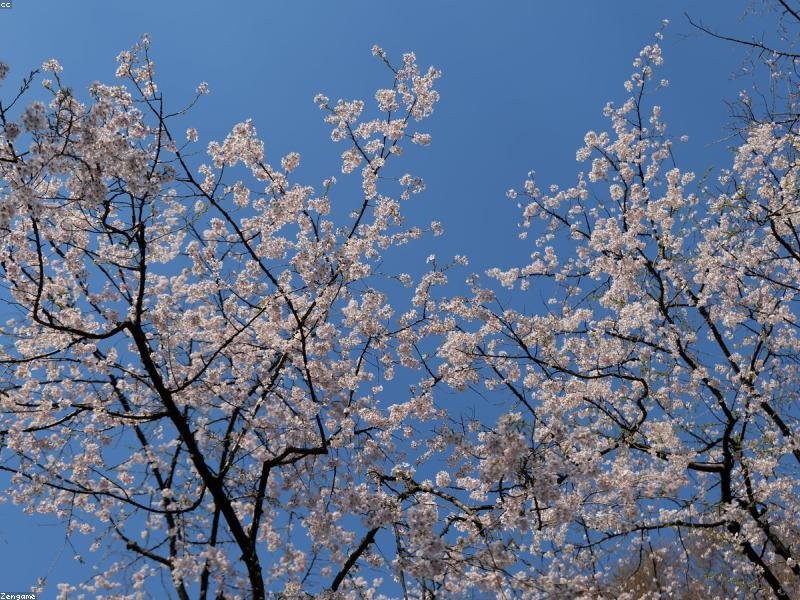 สวนโทโปะกราฟิก