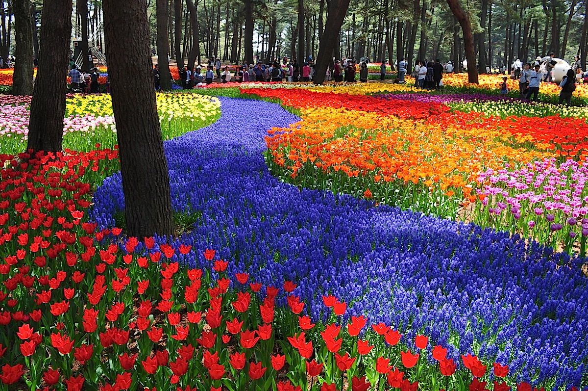 รีวิวญี่ปุ่น | ชมสวนดอกไม้ที่ Hitachi Seaside Park ใกล้กรุงโตเกียว